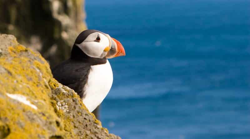 Общество: Тупики могут навсегда исчезнуть с берегов Британии