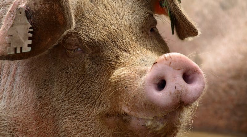 Сбежавшая из машины свинья заблокировала трассу 12042017 Юмор: Сбежавшая из машины свинья заблокировала трассу