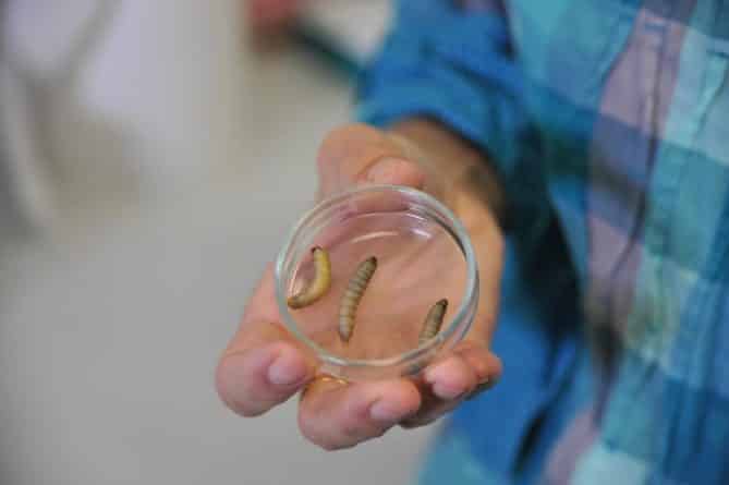 Технологии: Восковые черви помогут остановить загрязнение нашей планеты полиэтиленовыми пакетами