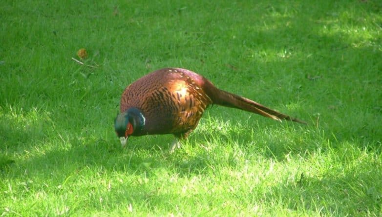 Досуг: Посреди Peckham разгуливает фазан