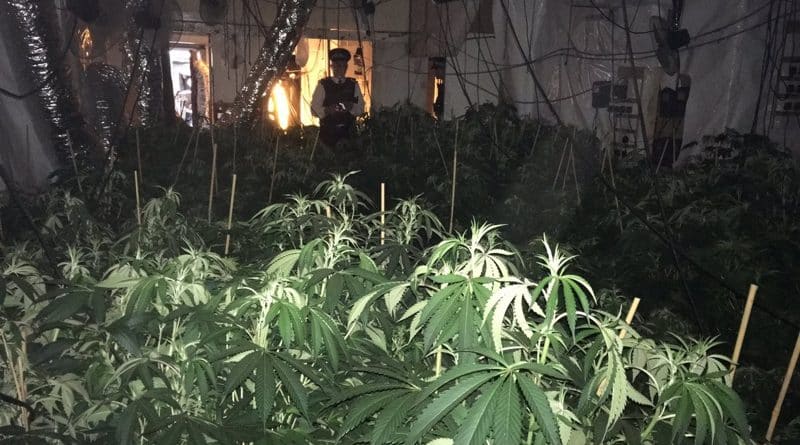 Полицейские обнаружили в Finsbury Park «джунгли» из конопли 11042017 Происшествия: Полицейские обнаружили в Finsbury Park «джунгли» из конопли