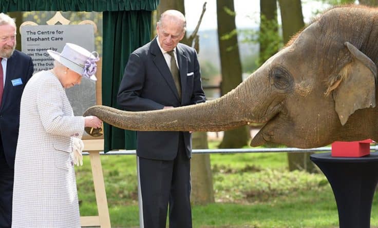 Знаменитости: Королева покормила слона бананами