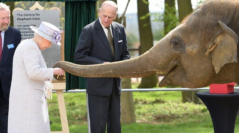 Королева покормила слона бананами 12042017 Знаменитости: Королева покормила слона бананами