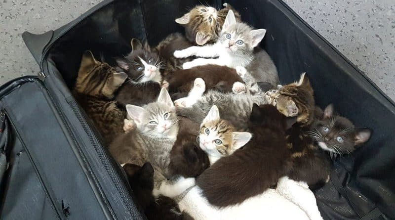 На одной из улиц Dagenham в сумке обнаружили 15 котят 13042017 Общество: На одной из улиц Dagenham в сумке обнаружили 15 котят