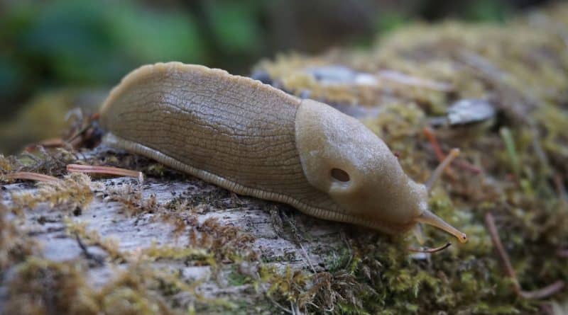 Британцы готовятся к нашествию слизней 07042017 Происшествия: Британцы готовятся к нашествию слизней