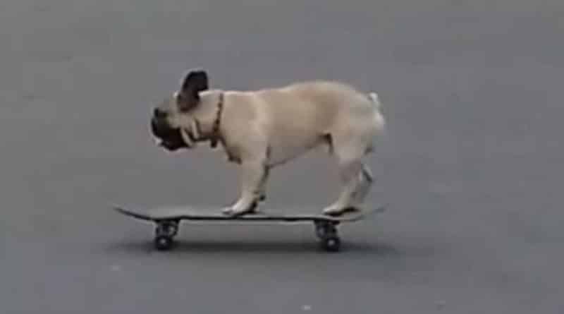 Досуг: Довольный бульдог-скейтбордист в Stoke Newington