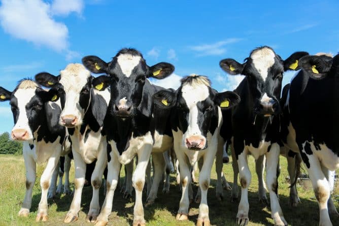 Юмор: Стадо коров стало причиной задержки поездов в Кенте