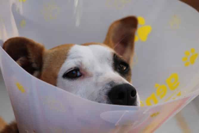 Здоровье и красота: В Глазго успешно прошла операция по смене пола собаке