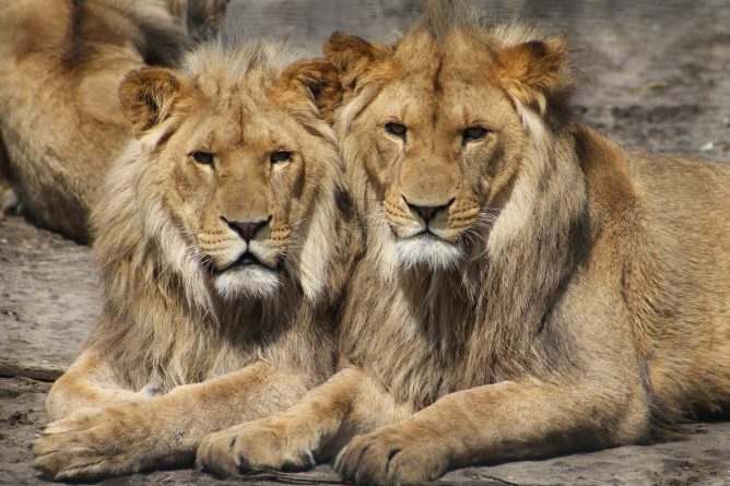 Общество: Brexit может привести к исчезновению некоторых видов животных в зоопарках