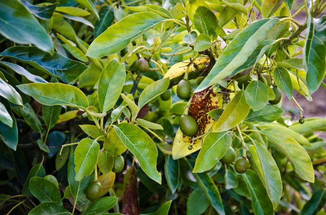Общество: Цены на авокадо резко выросли из-за сокращения урожая
