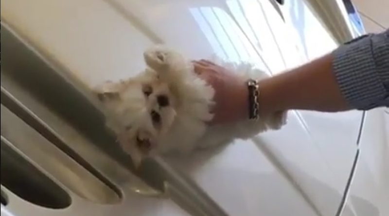Видео, на котором богатый лондонец вытирает Maserati щенком, вызвало негодование 17052017 Общество: Видео, на котором богатый лондонец вытирает Maserati щенком, вызвало негодование