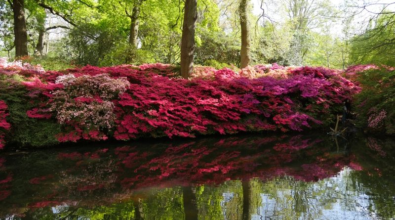 Isabella Plantation: розовая сказка 11052017 Досуг: Isabella Plantation: розовая сказка