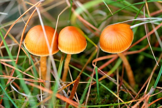 Здоровье и красота: Исследователи назвали грибы самым безопасным наркотиком