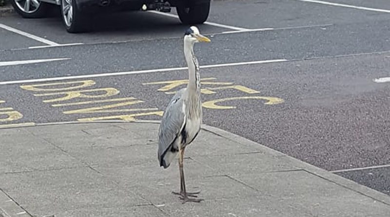 Эта цапля стала постоянным клиентом в KFC в Thamesmead 05052017 Досуг: Эта цапля стала постоянным клиентом в KFC в Thamesmead