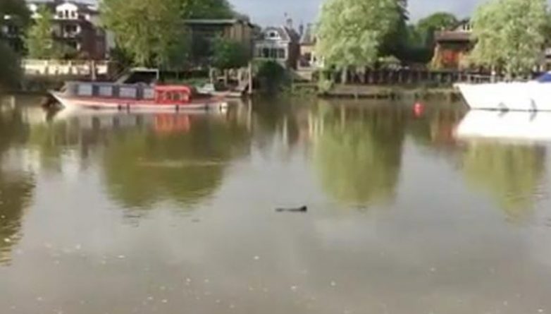 Досуг: Бывший олимпийский пловец заметил «дельфина» в Темзе возле Richmond