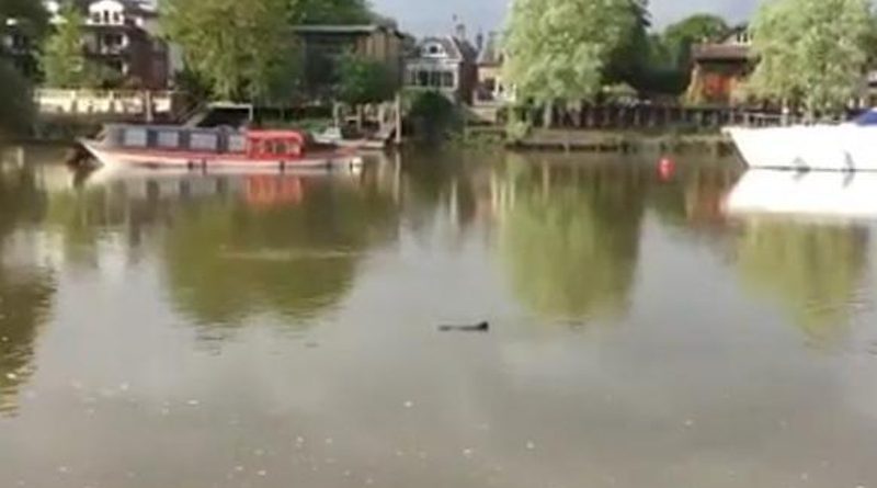 Досуг: Бывший олимпийский пловец заметил «дельфина» в Темзе возле Richmond