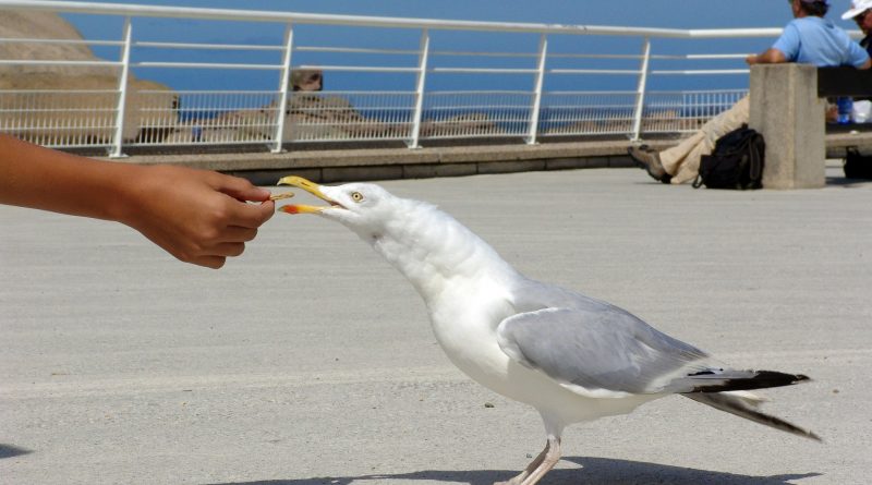 Британцев будут штрафовать за кормление чаек 01052017 Закон и право: Британцев будут штрафовать за кормление чаек