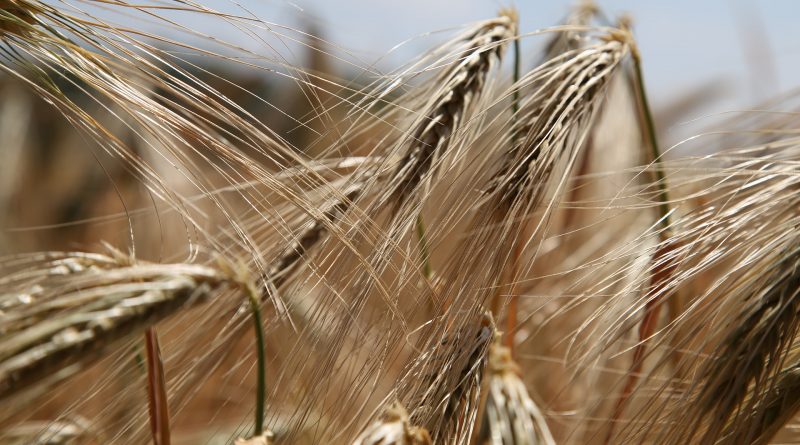 Отказ от глютена вреден для здоровья 03052017 Здоровье и красота: Отказ от глютена вреден для здоровья