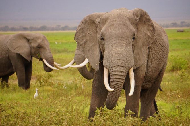 Политика: Запрет на торговлю слоновой костью пропал из предвыборного манифеста консерваторов
