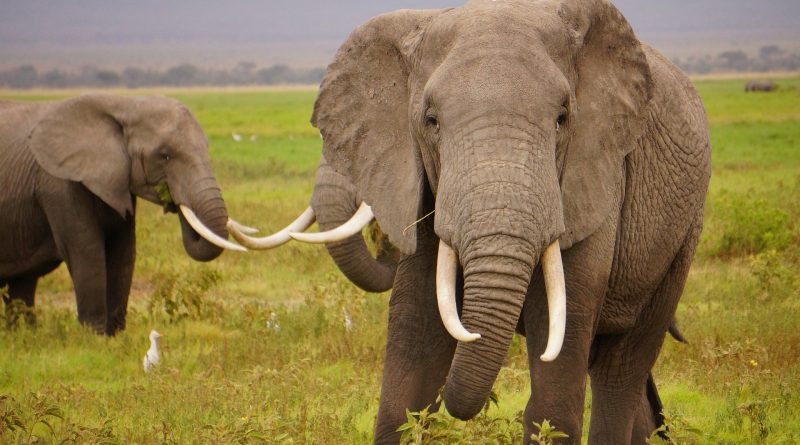 Политика: Запрет на торговлю слоновой костью пропал из предвыборного манифеста консерваторов