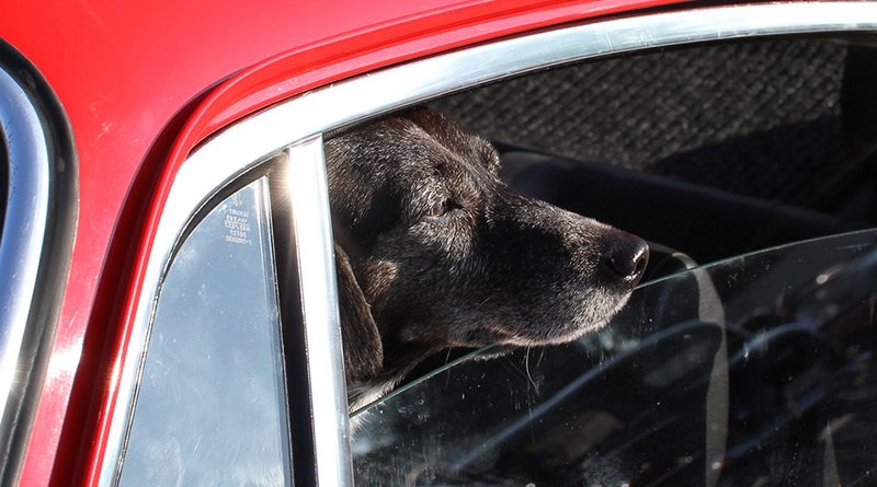 Закон и право: Ремень для собаки, жилет для пассажира — за что штрафуют туристов в Европе