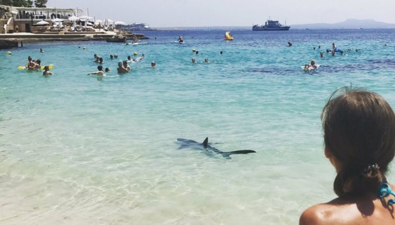 Происшествия: Акула спровоцировала панику на пляже в Мегалуфе