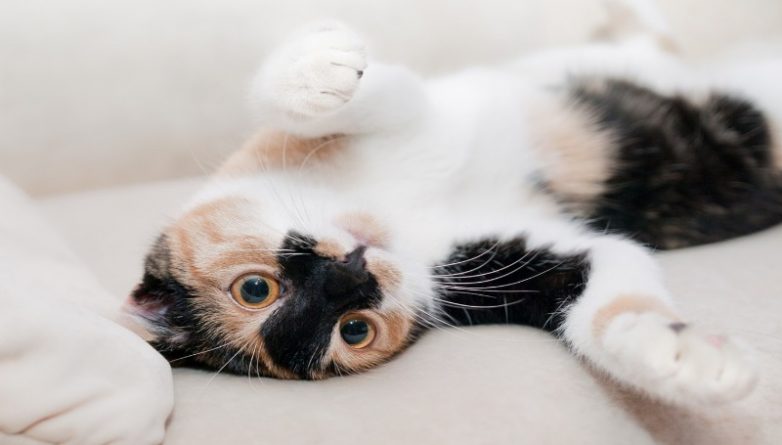 Досуг: Ученые рассказали, зачем люди приручили кошек