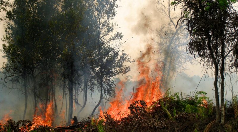 В мире: 39 человек погибли в лесных пожарах Португалии