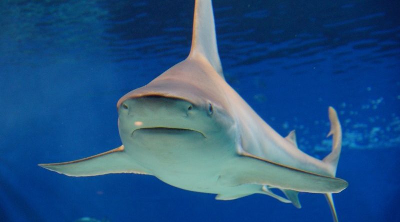 На американца напала акула-людоед 11072017 В мире: На американца напала акула-людоед