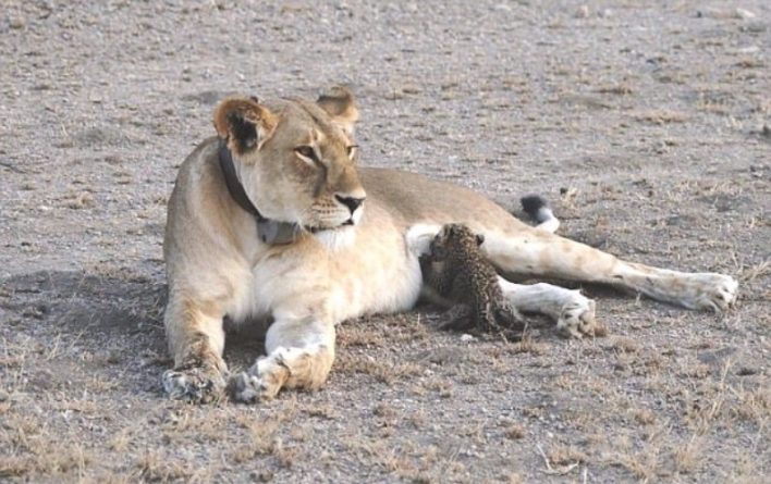 В мире: Львица усыновила детеныша леопарда
