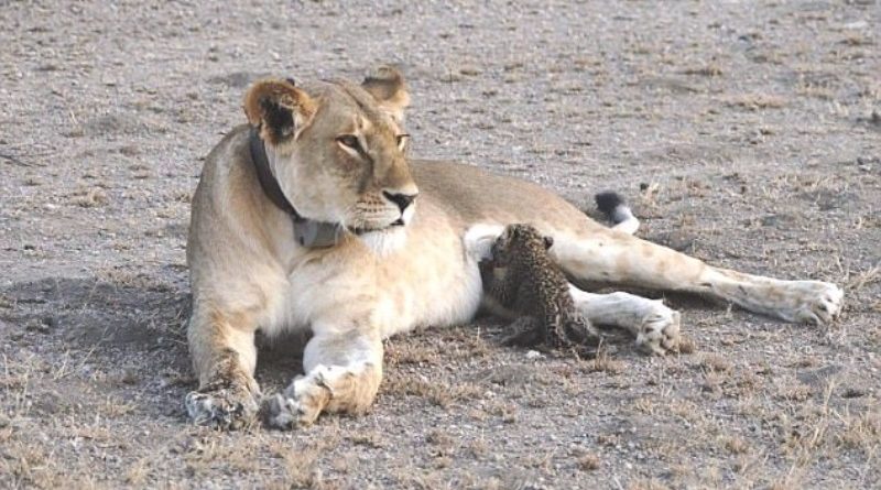 В мире: Львица усыновила детеныша леопарда