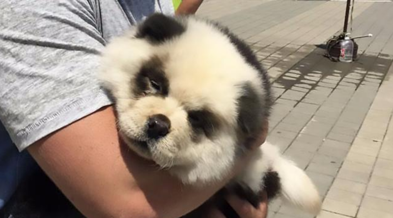 В мире: Жулики выдавали собаку за панду