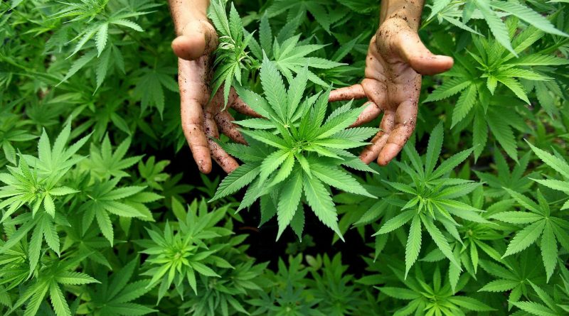 В мире: В Уругвае легализировали марихуану