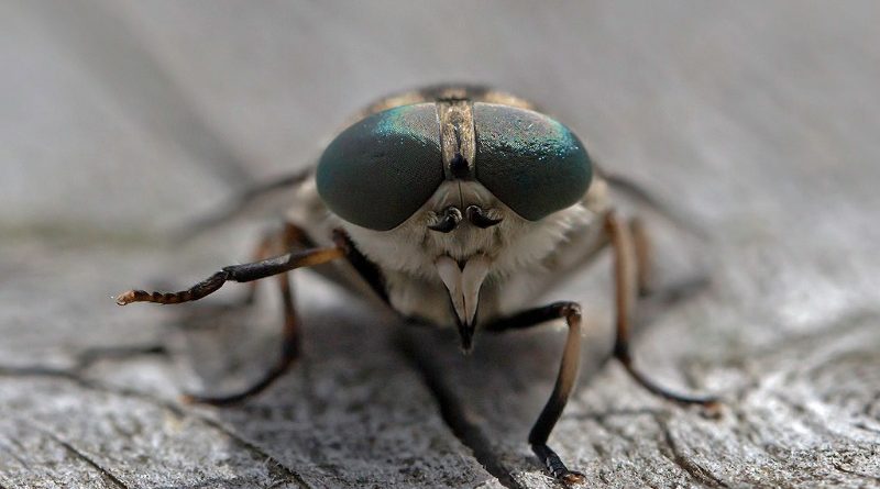 Здоровье и красота: Что делать, если укусил слепень