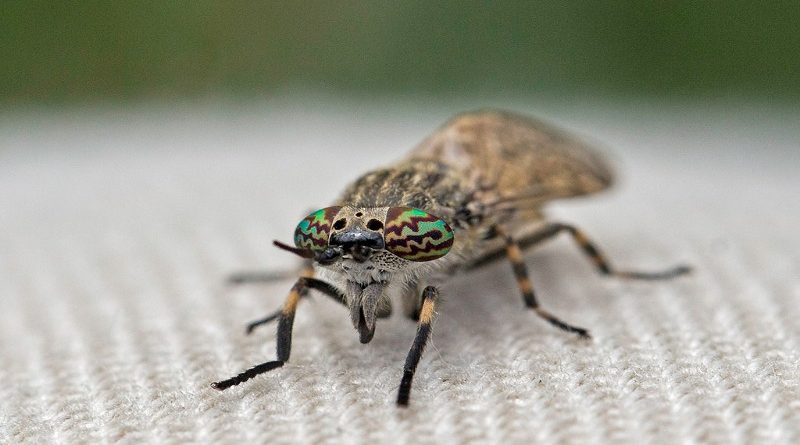 Общество: Горожан атакуют кусачие насекомые