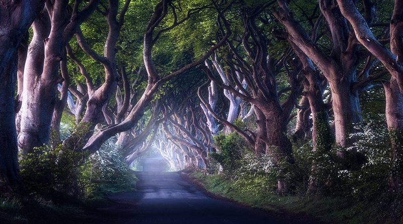 Самые красивые места: мистический Дарк Хеджес 21072017 Досуг: Самые красивые места: мистический Дарк Хеджес