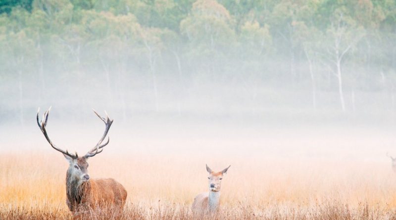 Самые красивые места Британии: Ричмонд-парк 30072017 Путешествия: Самые красивые места Британии: Ричмонд-парк