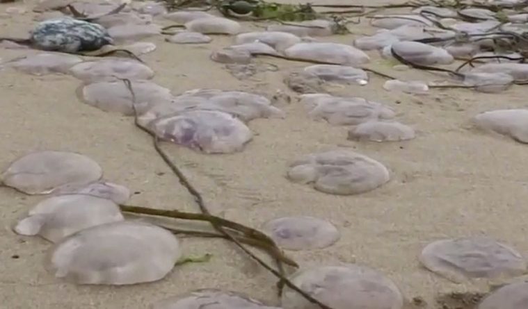 Происшествия: Побережье Корнуолла усыпано медузами