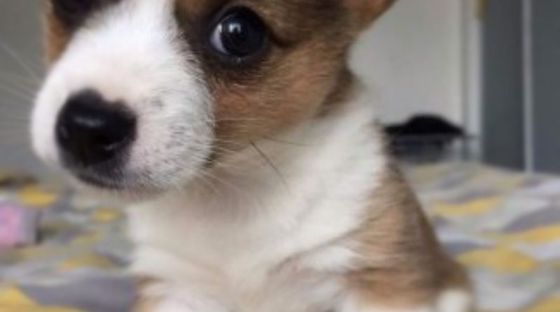 Происшествия: Люди приютили брошенного на обочине щенка