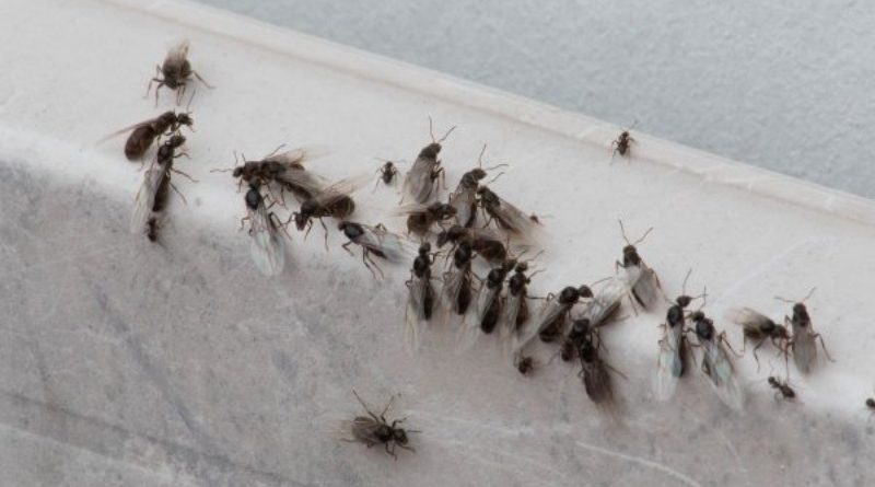 Мухи выживают семейную пару из дома 07072017 Происшествия: Мухи выживают семейную пару из дома