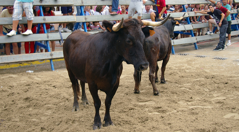 В мире: Три человека были травмированы во время забега быков