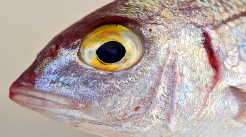 В британских реках расплодились рыбы-мутанты 04072017 Общество: В британских реках расплодились рыбы-мутанты