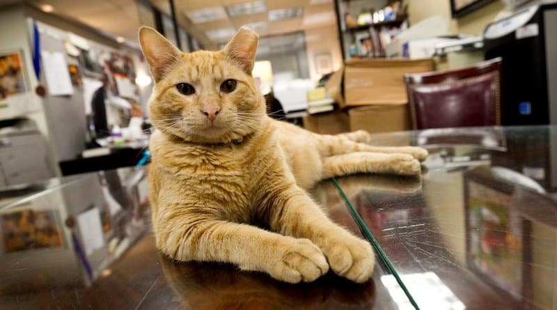 В мире: Кот по имени Гамлет стал символом отеля
