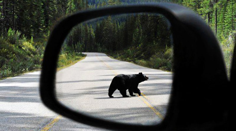 В мире: Медведь угнал внедорожник и… справил там нужду