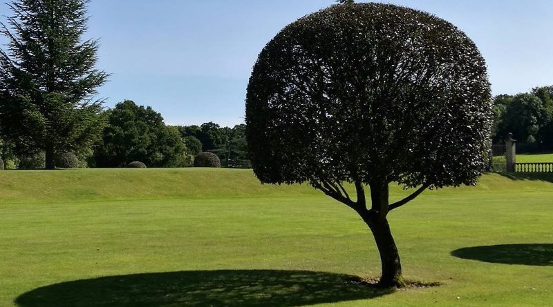 Досуг: Самые красивые места Британии: загадочный парк Баскот