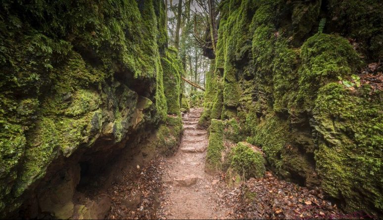 Досуг: Самые красивые места Британии: загадочный лес Пазлвуд