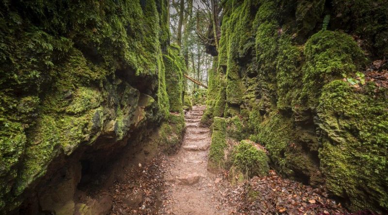 Самые красивые места Британии: загадочный лес Пазлвуд 17082017 Досуг: Самые красивые места Британии: загадочный лес Пазлвуд