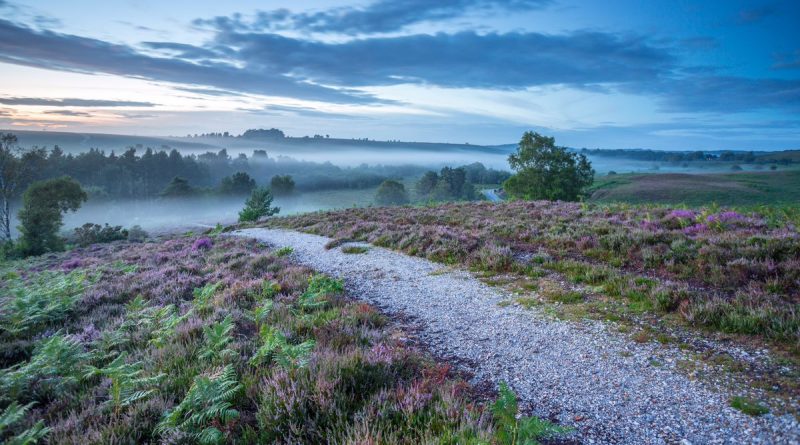 Самые красивые места Британии: Нью-Форест 02082017 Досуг: Самые красивые места Британии: Нью-Форест