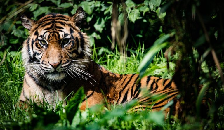 Происшествия: В Йоркшире родился редкий суматранский тигр
