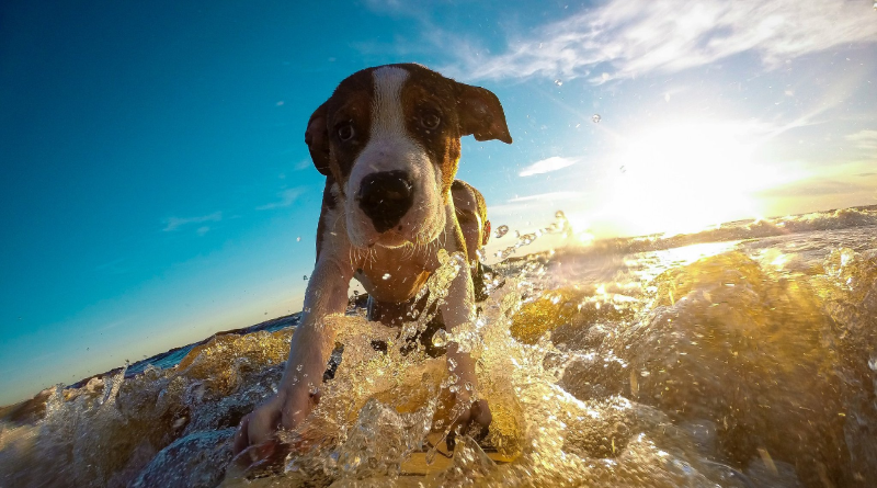 В мире: В Калифорнии прошел чемпионат по серфингу среди собак
